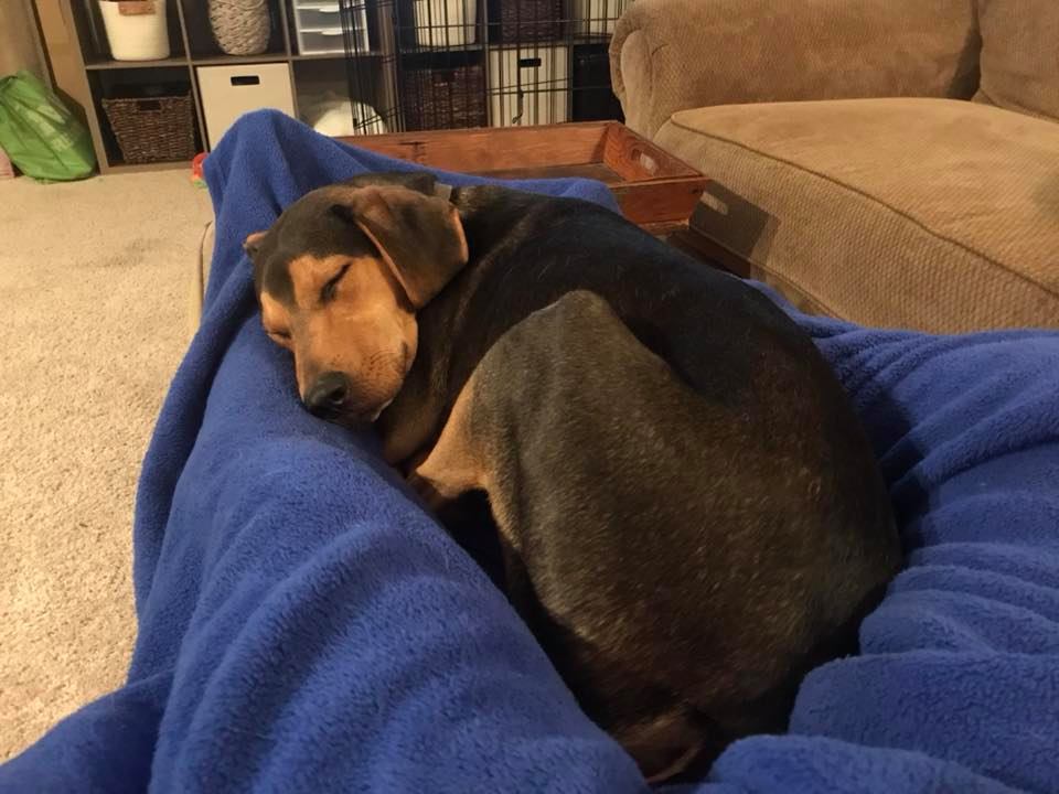 A tired, happy dog curled up asleep on a blue blanket at home after a stay