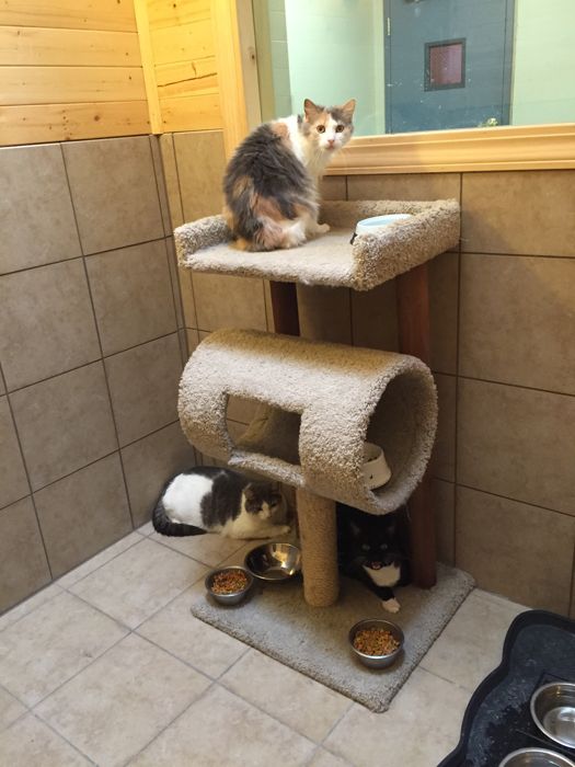 Cats lounging in the Cat Penthouse