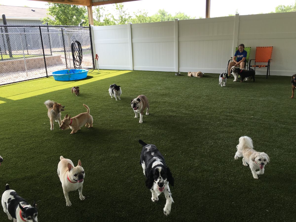 A group of small dogs playing on artificial turf under a covered play area