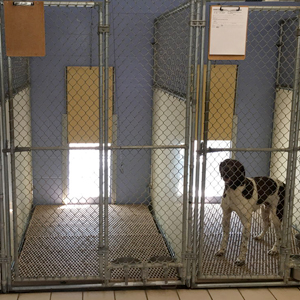 A Deluxe Suite for dogs