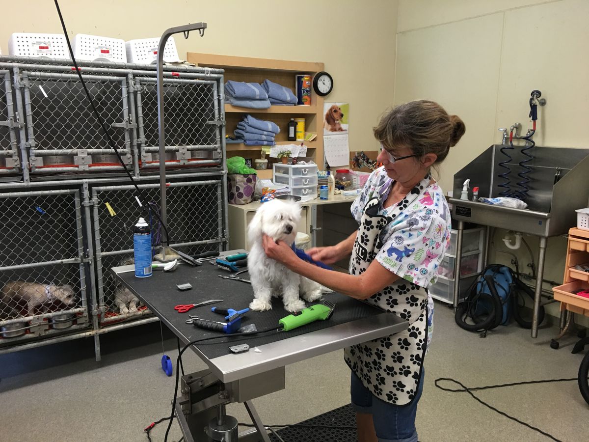 A groomer brushing a fluffy white dog on the grooming table