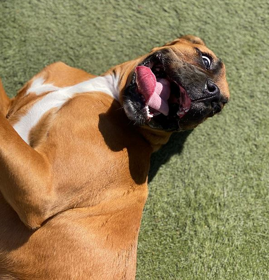 Dogs playing together in a PlayPals group