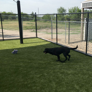 A dog enjoying one-on-one play time with staff