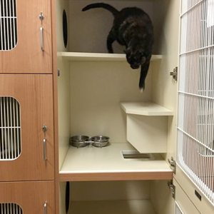 A newly remodeled cat suite