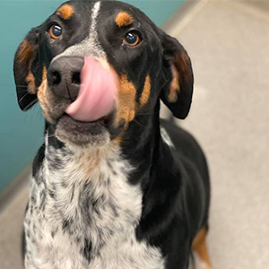 A dog enjoying a Frosty Paws frozen treat